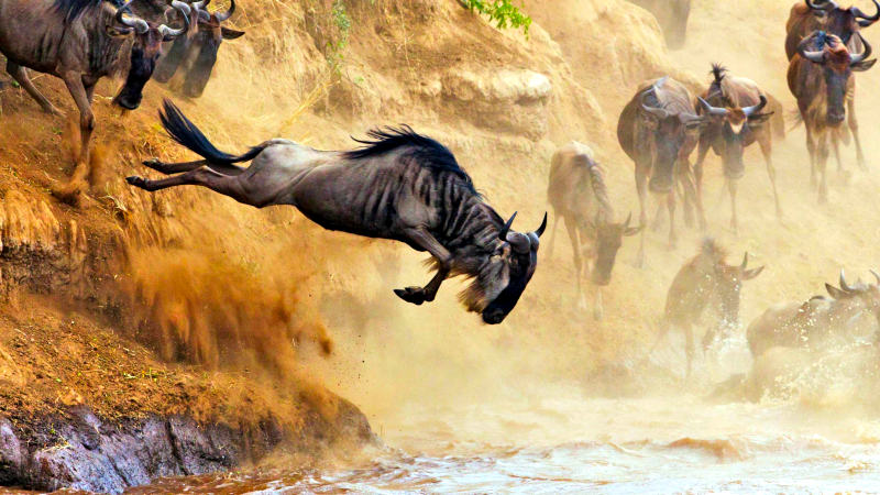 Wildebeest Migration Safaris